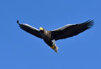 Steller's Sea Eagle