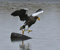 Steller's Sea Eagle