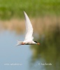 Sterna hirundo