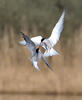 Sterna hirundo