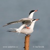 Sterna hirundo