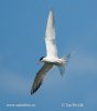 Sterna hirundo