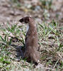 Stoat, Ermine