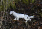 Stoat, Ermine