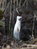 Stoat, Ermine