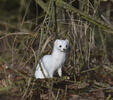 Stoat, Ermine