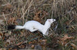 Stoat, Ermine