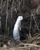 Stoat, Ermine