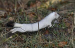 Stoat, Ermine