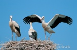 Stork