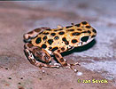 Strawberry poison Dart Frog