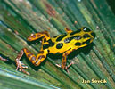 Strawberry poison Dart Frog