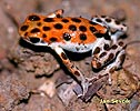 Strawberry poison Dart Frog