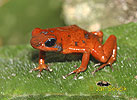 Strawberry poison Dart Frog