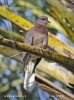 Streptopelia senegalensis