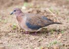 Streptopelia senegalensis