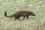 Stripe necked Mongoose