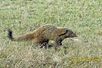 Stripe necked Mongoose