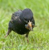 Sturnus vulgaris