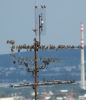 Sturnus vulgaris