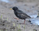 Sturnus vulgaris