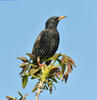 Sturnus vulgaris