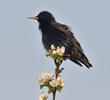 Sturnus vulgaris