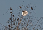 Sturnus vulgaris