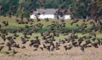 Sturnus vulgaris