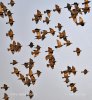 Sturnus vulgaris