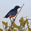 Superb Starling