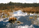 Swamp