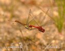 Sympetrum vulgatum