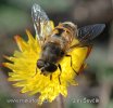 Syrphid fly