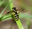 Syrphid fly