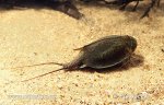 Tadpole Shrimp