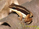 Talamancan dart Frog