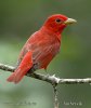 Tángara roja migratoria