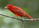 Tángara roja migratoria