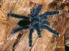 Tarantula