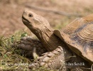 Tartaruga-de-esporas-africana