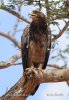 Tawny Eagle