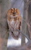 Tawny Owl