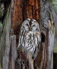 Tawny Owl