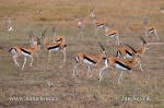 Thomson-Gazelle