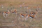 Thomsongazelle