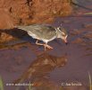 Three-banded Plover