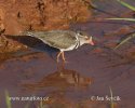 Three-banded Plover