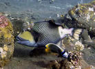 Titan triggerfish