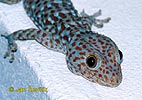 Tokay Gecko